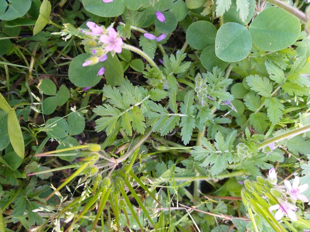 Erodium cicutarium o ciconium?  Erodium cicutarium